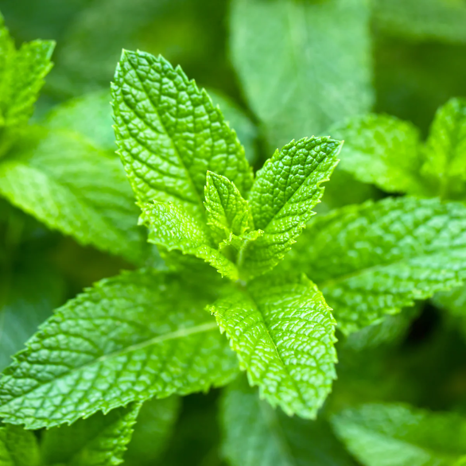 Peppermint Pure Essential Oil